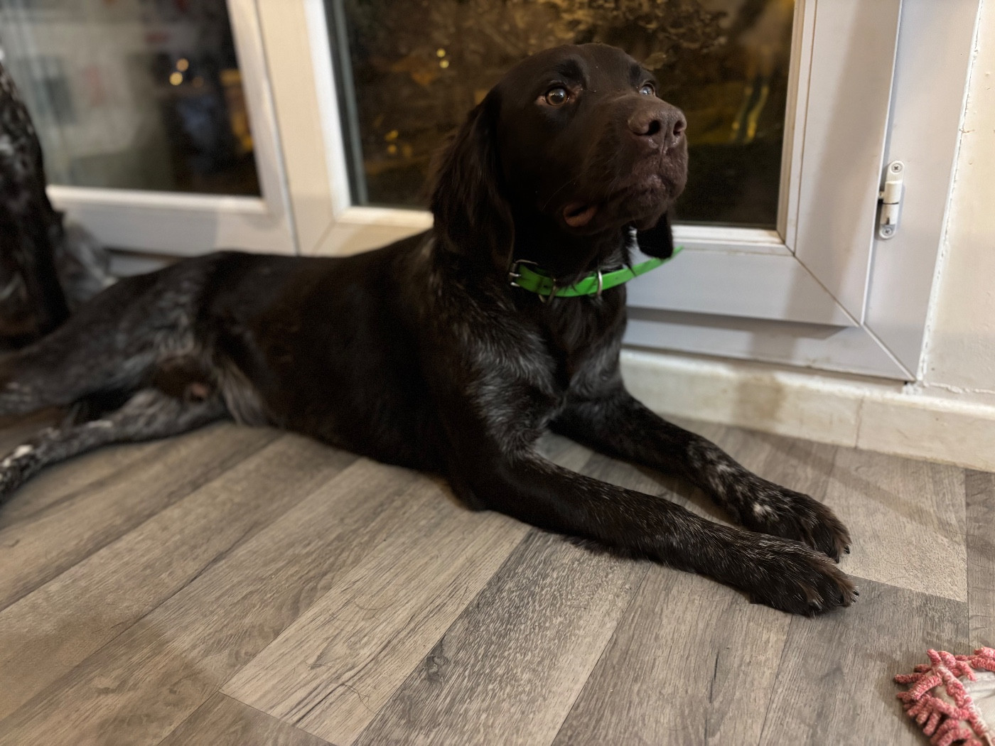 Volt Du Domaine De L'Imbaudiere