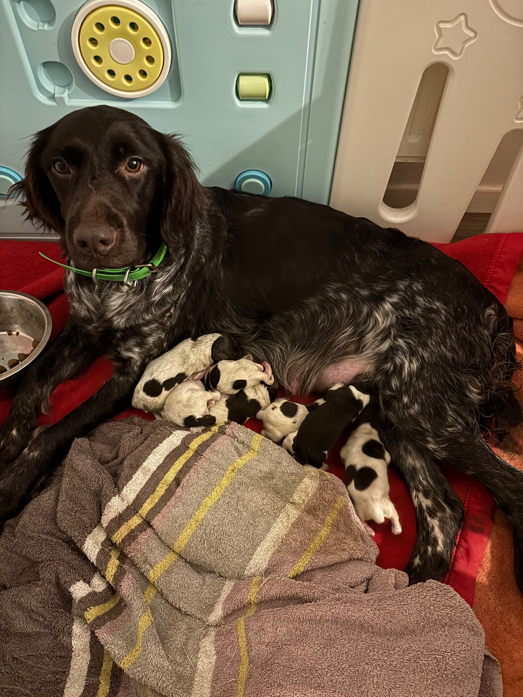 De La Vallée De La Meuse - Petit Epagneul de Münster - Portée née le 21/12/2025